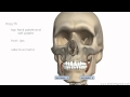 Digestive System Functions and Structures
