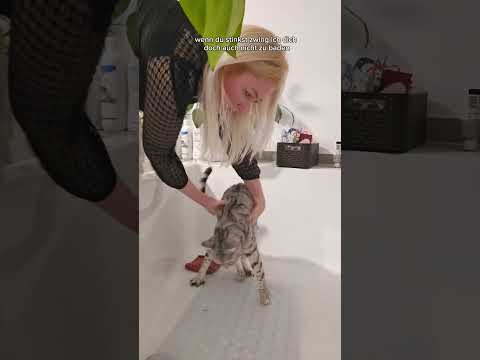 Cosmo musste gewaschen werden #katzen