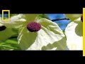 China's Plant Diversity and Conservation