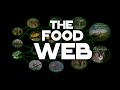 Everglades Food Chain Concepts