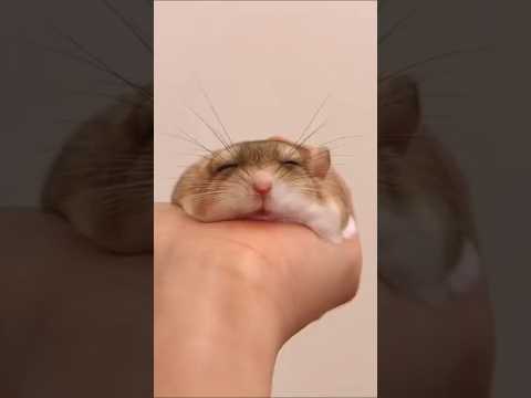 ハムスターさん見て癒されたら寝ろｗｗｗ #動物 #ハムスター