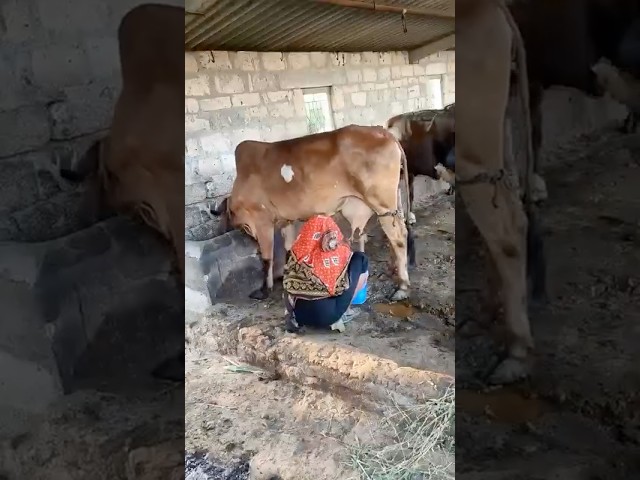 Buy Ghee with Video Proof - Order #253 Ghee Making Video