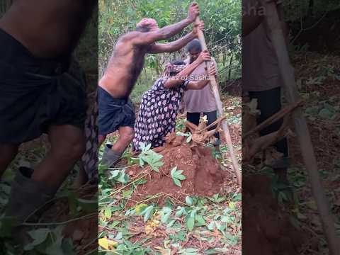 Tapioca/ കപ്പ പറിക്കൽ #shorts