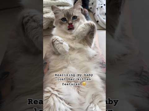 She will always be my baby 🥺💕 #lola #cat #catlover #kitten #foreveryoung