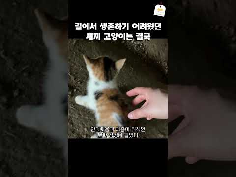 길에서 생존하기 어려웠던 새끼 고양이는 결국