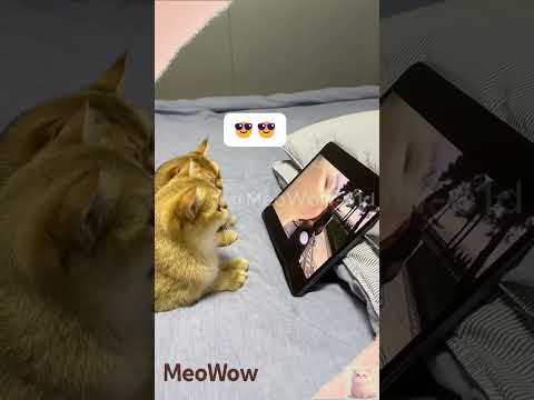 Mèo có lắc lư theo nhịp điệu??? #shorts #cat #meowow
