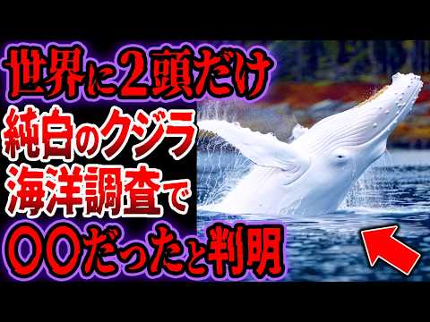 【レア度SSS】世界にたった２頭だけ「純白のザトウクジラ」を発見…海洋研究チームが調査した結果、ヤバい事実が判明【ゆっくり解説】