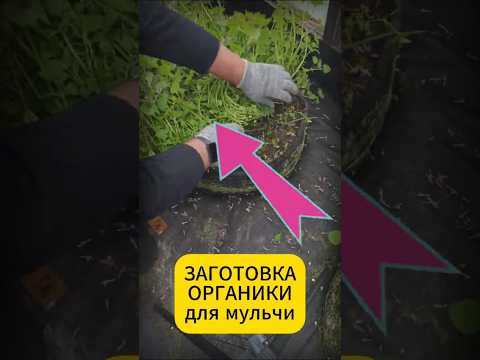 Компост для мульчи своими руками в апреле! Секрет грядки ЛАДиМИРа