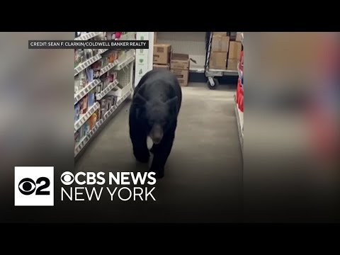 YouTube video thumbnail: Black Bear Bites Woman Inside New Jersey Dollar General Store