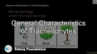 General Characteristics of Tracheophytes