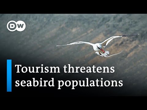 YouTube video thumbnail: Cape Verde: Tourism Threatens Seabird Populations