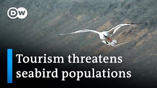 YouTube video thumbnail: Cape Verde: Tourism Threatens Seabird Populations