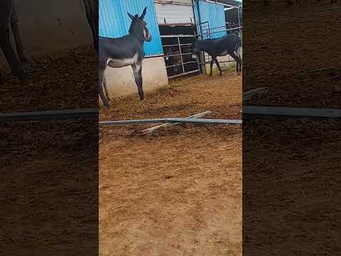 Funniest Donkey Ever Donkey Training the fun way 93
