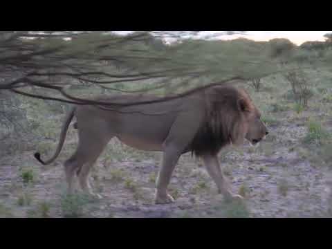 Lion King #song #animales #mexico #spanish