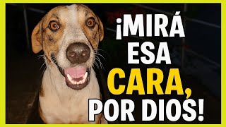 Sin importar la hora que llegue 🌃 firulay siempre llega a recibirme 🐶