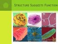 Stem Cell Concepts and Applications