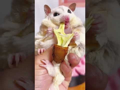 Fat Girl’S Silk Cheese Silkworm Chrysalis…#Shorts #Sugargliderasmr #Animalasmr