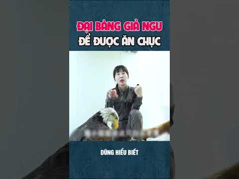 Đại bàng giả ngu để được ăn chực miễn phí trong sở thú #shorts #giaitri #dunghieubiet