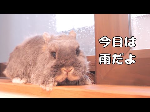 窓際を縄張りにした結果、毎朝天気を教えてくれるミミが可愛すぎた【No.1657】