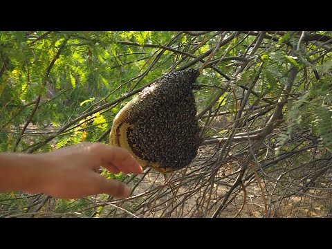 موسم السدر خلية عسل بوطويق ما شاء الله