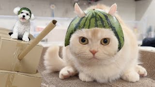 강아지 고양이에게 수박모자를 만들어줬더니…