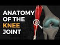 Knee Joint Anatomy and Function