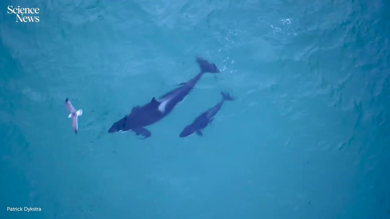 Killer whales hunt cooperatively on the Norwegian coast | Science News