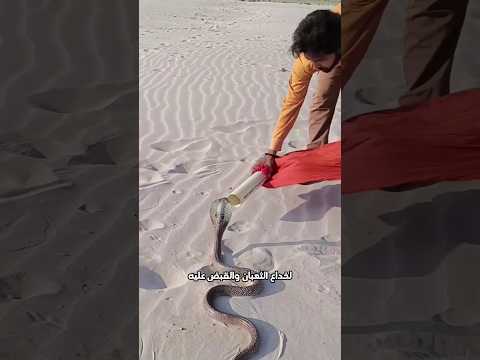 خدعة أصطياد الثعبان  😲 #Explore #Shorts #reels #tiktok #حقائق_اسرار