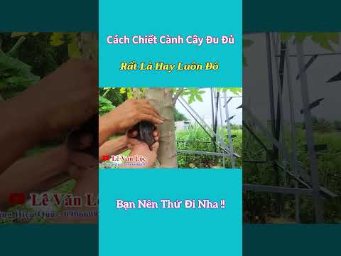 Cách chiết cành cây đu đủ rất đơn giản bạn nên thử đi nha ! #levanloc #thanhmeovn #meohay