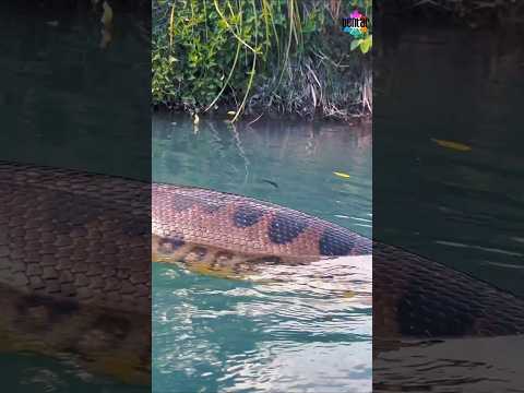 melihat anaconda dari dekat 🐍 #faktaunik #anaconda #ularbesar #hutanrimba #sungai #amazon