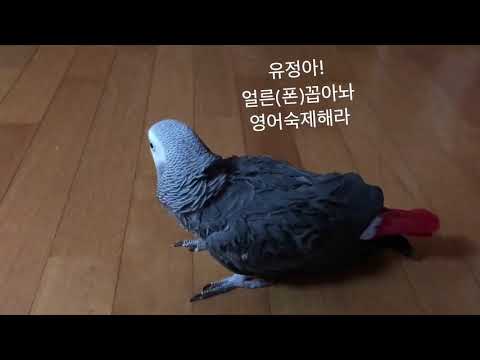 [김루이] 누나한테 잔소리하는 앵무새