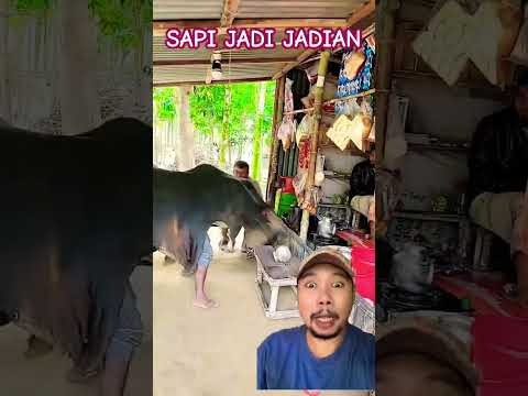 AWAS ADA SAPI JADI JADIAN!!!?? #cow #funny #comedy #viralvideo #shorts