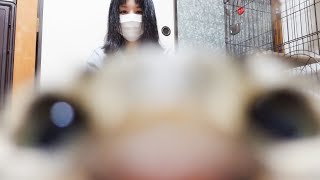 かわいい猛将ねねこ！