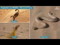 Geography and Culture of Saudi Arabia