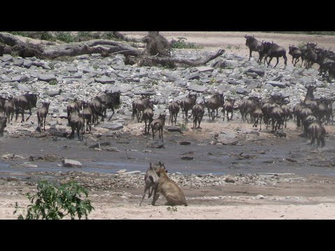 Lioness charges into a wildebeest herd at the waterhole