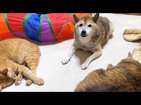 お散歩中に猫ちゃんと出会い我が家の猫が恋しくなった柴犬パパ