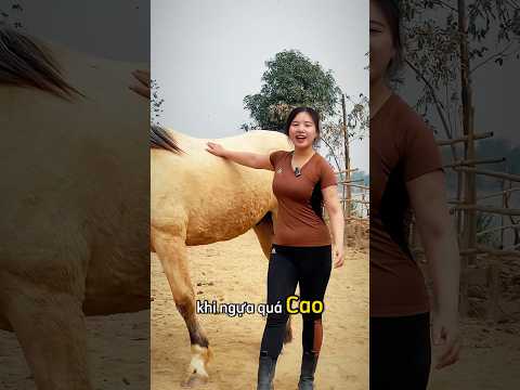 Cách diệu Hàm leo lên một chú ngựa #horse #equestrianjourney