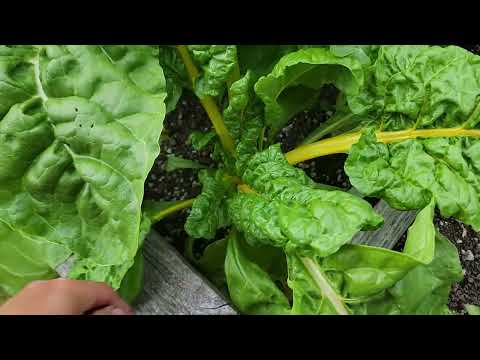 THU HOẠCH CẢI CẦU VÒNG, BÍ NGÒI XANH, CẢI KALE HOA HỒNG