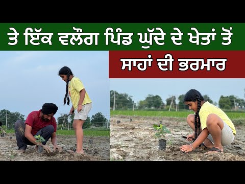 ਇੱਕ ਵਲੌਗ ਘੁੱਦੇ ਦੇ ਖੇਤਾਂ ਤੋਂ । ਜੰਗਲ ਕਿਓਂ, ਕਿਵੇਂ, ਕਦੋਂ ਤੇ ਕੀਹਤੋਂ ਲਵਾਈਏ? Ghudda Singh