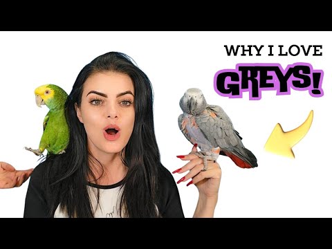 10 Fun & Randomly Interesting Facts About African Greys 🐦 | #africangrey