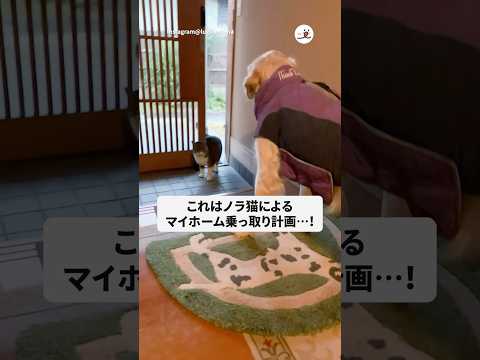 ノラ猫がマイホームを乗っ取りに来た|PECO