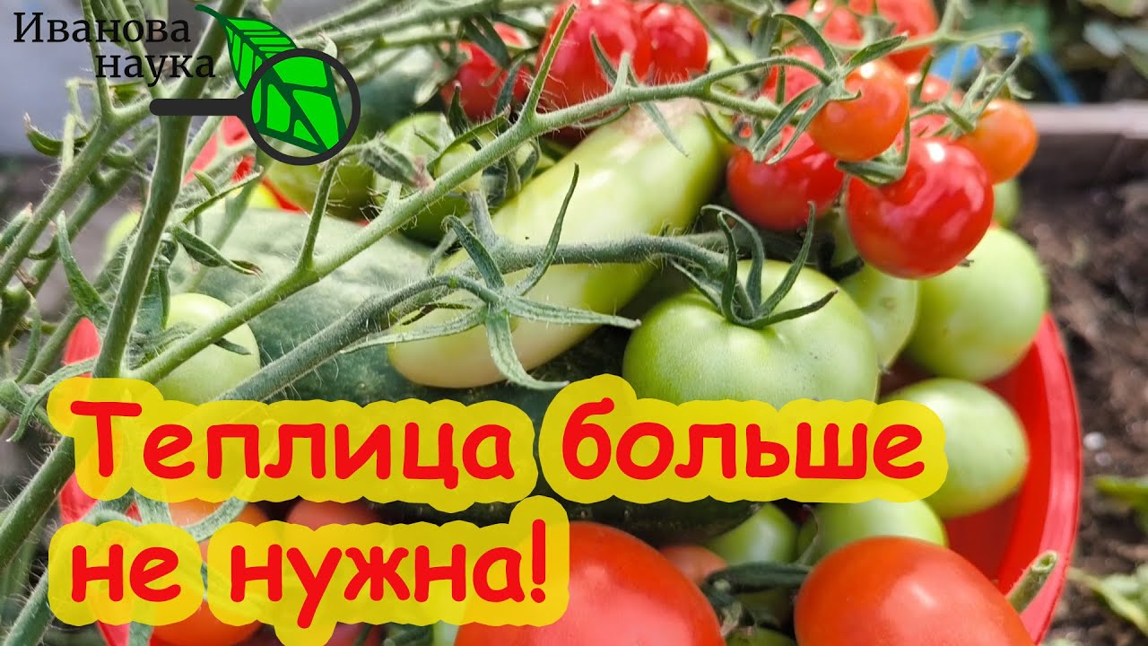 В огороде лучше, чем в теплице. Вот это поворот: тепличные томаты лучше растить на улице