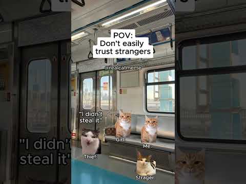 CAT MEMES 🐱 Don't easily trust strangers #shorts #catmemes #relatable