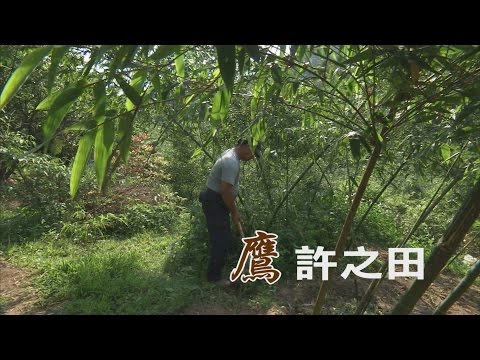 【友善農業】鷹許之田｜兼顧生態種好筍 (我們的島 第864集 2016-07-04) - YouTube(13分05秒)