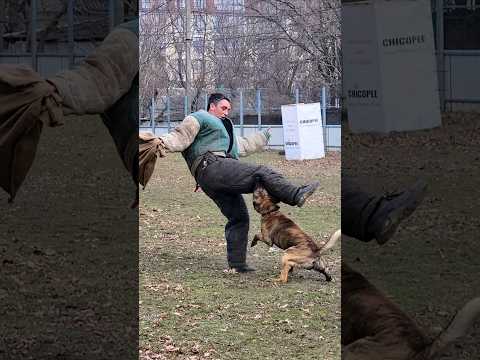 ⚡️K9. Lightning attack of the Dutch Shepherd Herder. #GUARDODESSA Police dog training. Odessa.