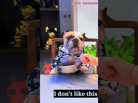 Dog don't like that food #funny #tiktok #shorts