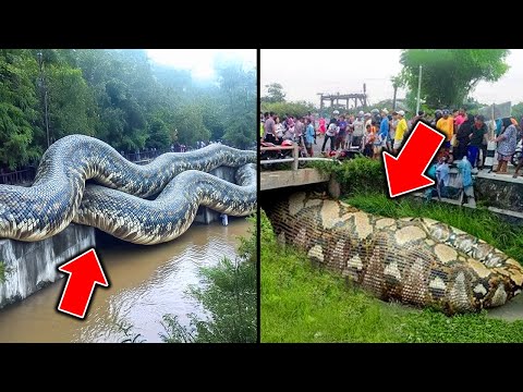 【ゆっくり解説】中国、三峡ダムに20m級の巨大生物が見つかる…！？ 調査の結果、とんでもない正体が判明…中国に潜む怪物たちがヤバい…!!!【UMA・未確認生物】