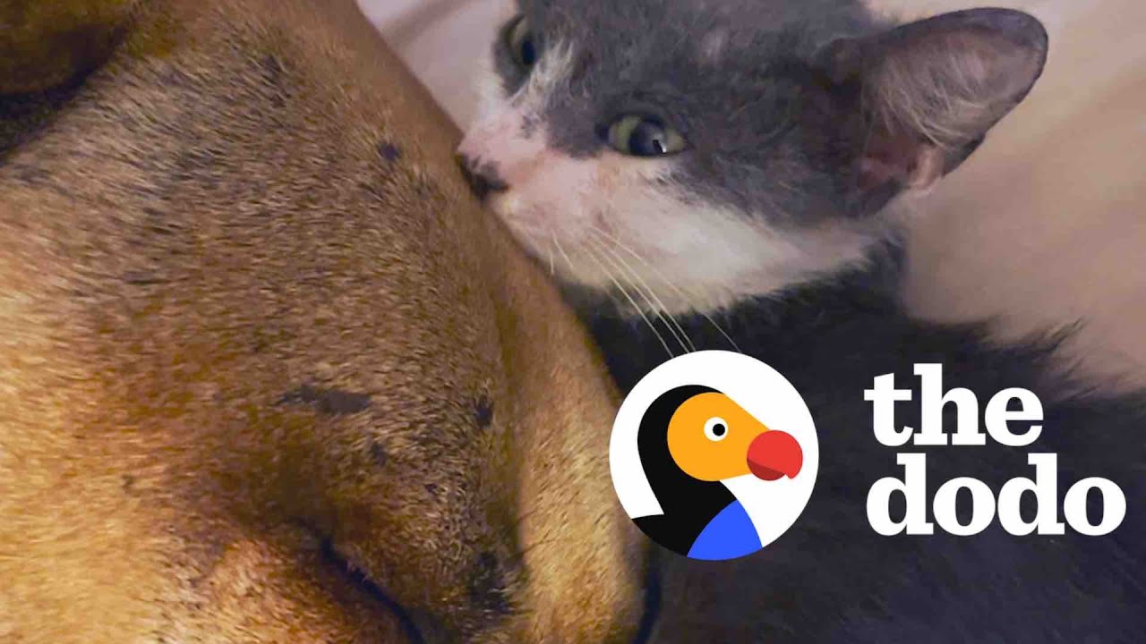 Tiny Orphaned Kitten Decides A Pit Bull's His Mom Odd Couples