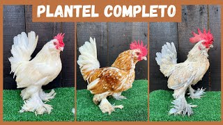 Chegando mais um lote de aves | Coração Campeiro