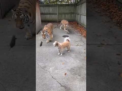 Two Tigers Afraid of one Mouse?! #animal #funny #sora2